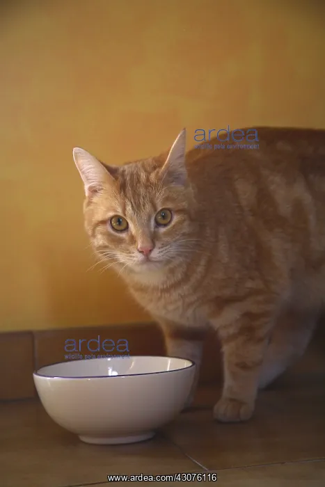 : Chat and his bowl of milk : Chat and his bowl of milk