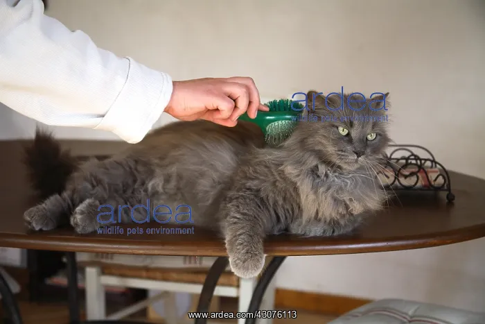 : Chat being done brushing : Chat being done brushing