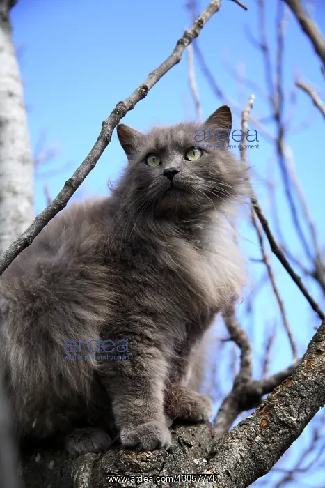 : Chat in a fig tree France : Chat in a fig tree France