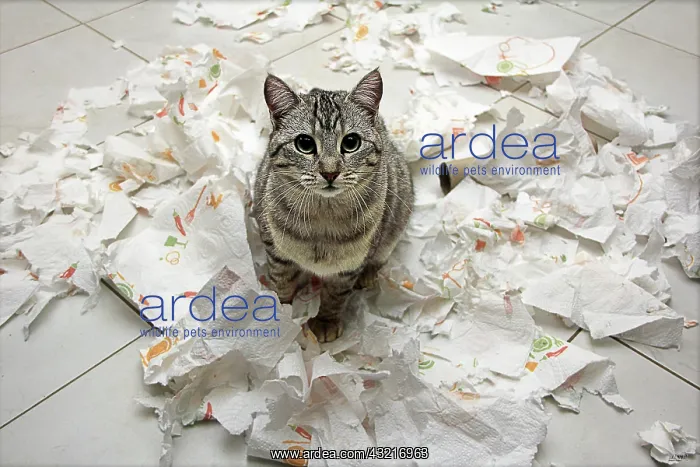 : Chat and household paper shredded : Chat and household paper shredded