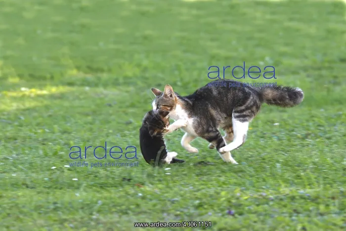 : Chat moving its kittens one by one : Chat moving its kittens one by one
