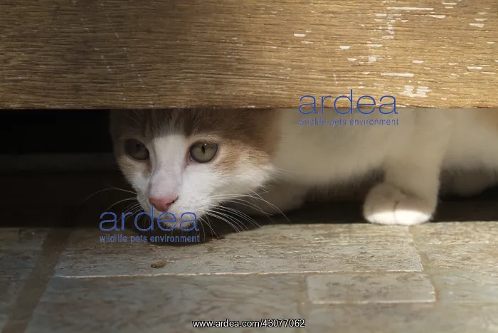 : Chat observing all aroun under a door : Chat observing all aroun under a door