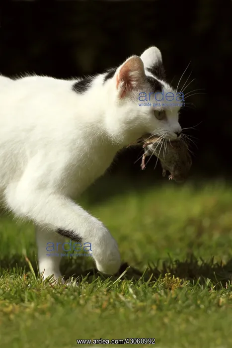 : Chat with a rodent in its mouth in a garden France : Chat with a rodent in its mouth in a garden France