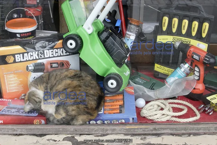 : Chat sleeping in the middle of tools in a drugstore : Chat sleeping in the middle of tools in a drugstore