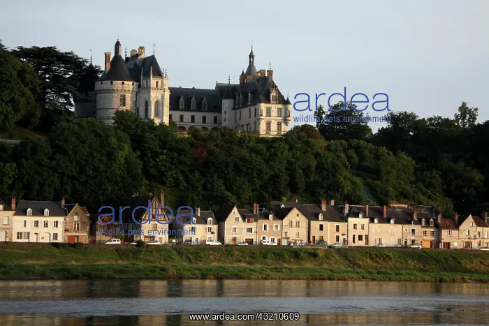 : Chateau de Chaumont-Sur-Loire with River : Chateau de Chaumont-Sur-Loire with River