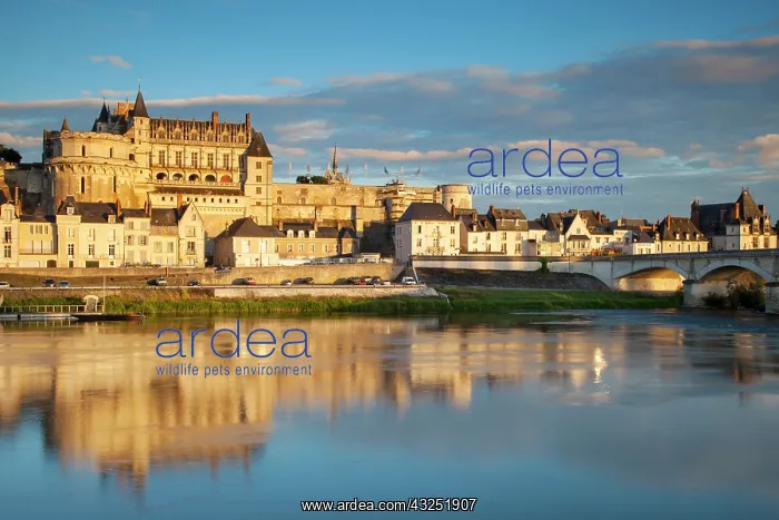 : Chateau d'Amboise above the River Loire : Chateau d'Amboise above the River Loire