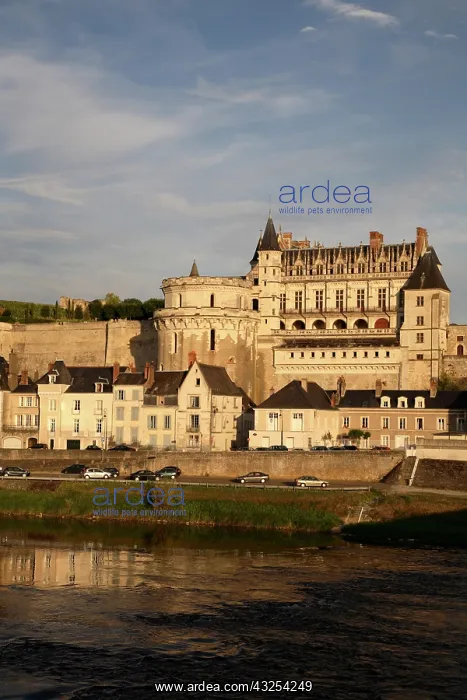 : Chateau d'Amboise with River Loire in foreground : Chateau d'Amboise with River Loire in foreground