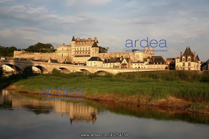 : Chateau d'Amboise with River Loire in foreground : Chateau d'Amboise with River Loire in foreground