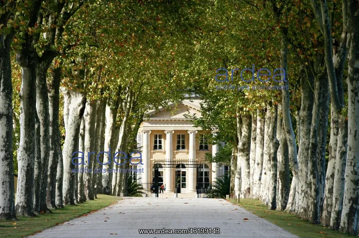 : Chateau Margaux entrance, Sycamore trees, famous : Chateau Margaux entrance, Sycamore trees, famous