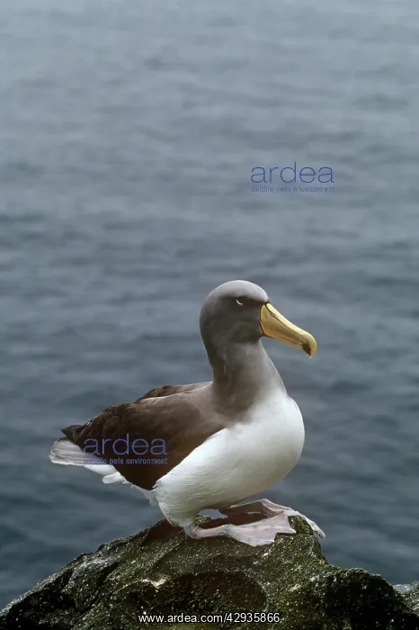 : Chatham Albatross / Chatham Mollymawk : Chatham Albatross / Chatham Mollymawk