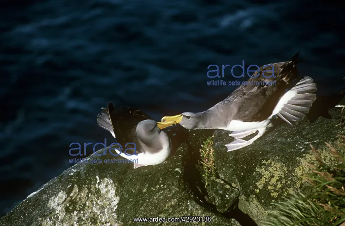 : Chatham Albatross / Chatham Mollymawk - courting pair : Chatham Albatross / Chatham Mollymawk - courting pair