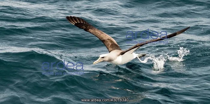 : Chatham Albatross in flight taking off from the sea : Chatham Albatross in flight taking off from the sea