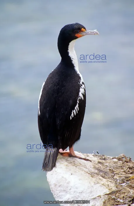 : Chatham Island Shag : Chatham Island Shag