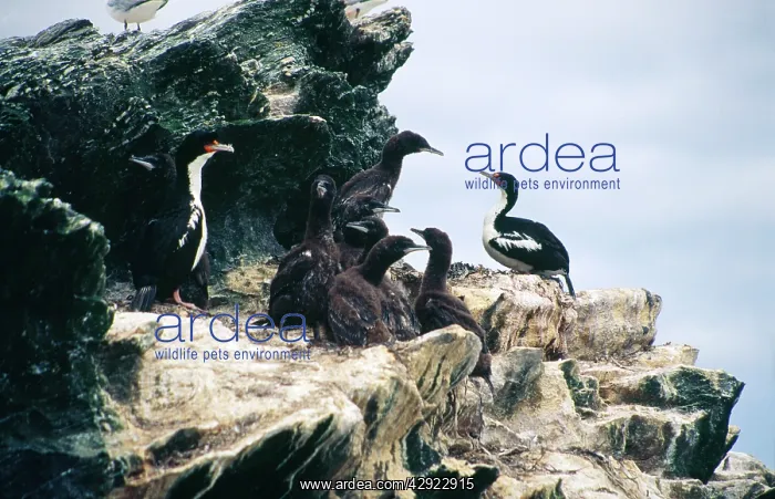 : Chatham Island Shag - colony with adults and young : Chatham Island Shag - colony with adults and young