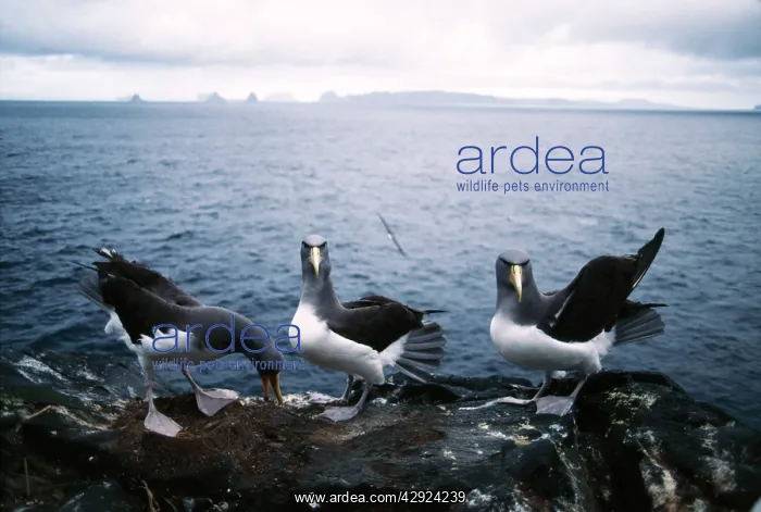 : Chatham Island Shy ALBATROSS / Mollymawks - COURTSHIP : Chatham Island Shy ALBATROSS / Mollymawks - COURTSHIP