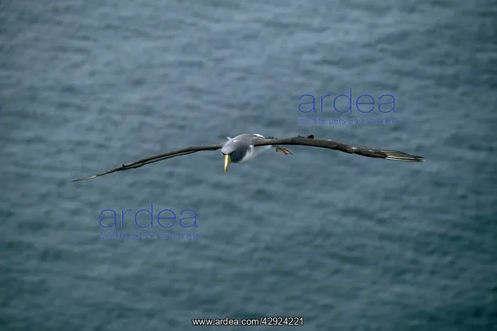 : Chatham Island Shy ALBATROSS / Mollymawks - Flying : Chatham Island Shy ALBATROSS / Mollymawks - Flying