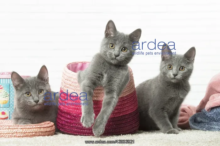  : Chatons Chartreux