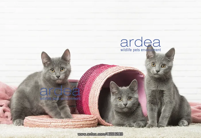  : Chatons Chartreux