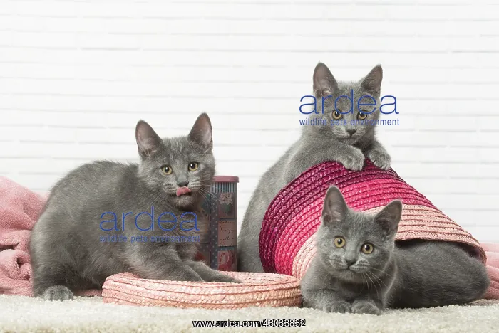 : Chatons Chartreux