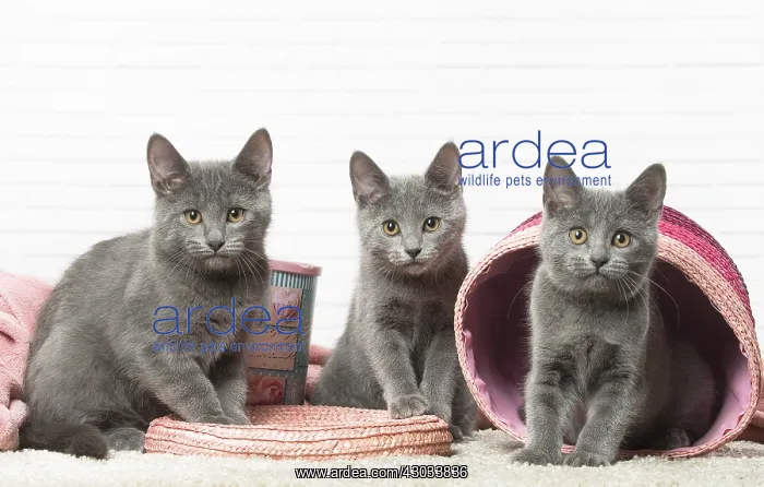  : Chatons Chartreux