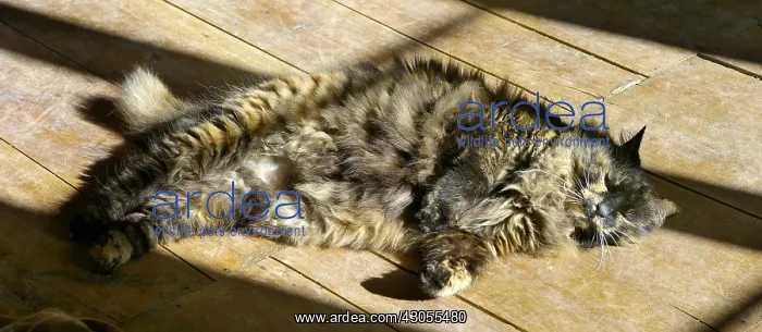 : Chatte Alrisha lolling in the sun on the floor : Chatte Alrisha lolling in the sun on the floor