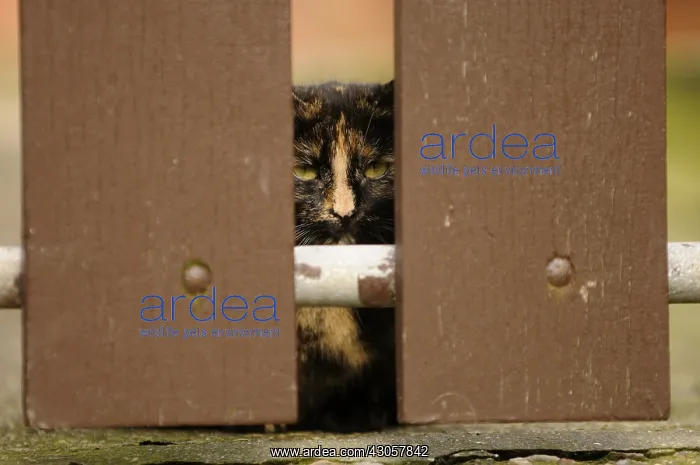 : Chatte hidden behind a barrier Yport France : Chatte hidden behind a barrier Yport France