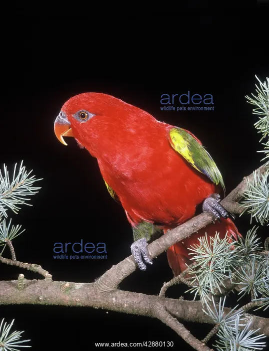: Chattering Lory : Chattering Lory