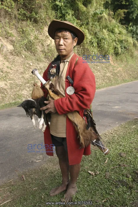 : Cheaf Tagin and its attributes Arunachal Pradesh India : Cheaf Tagin and its attributes Arunachal Pradesh India