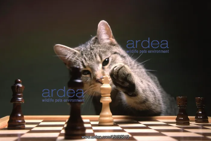 : Check mate house cat : Check mate house cat