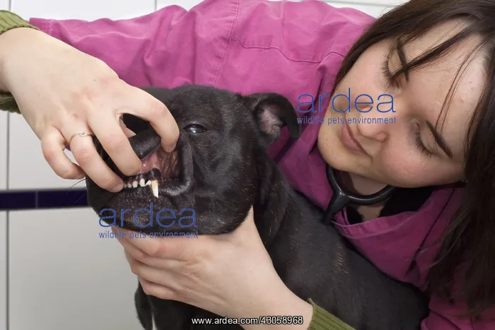 : Check the teeth of a Staffordshire Bull Terrier : Check the teeth of a Staffordshire Bull Terrier