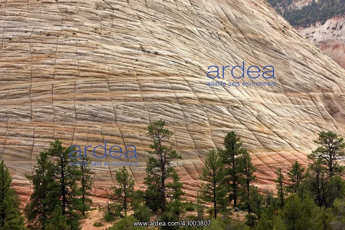 : Checkerboard Mesa : Checkerboard Mesa