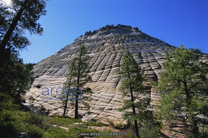 : Checkerboard Mesa, Utah : Checkerboard Mesa, Utah