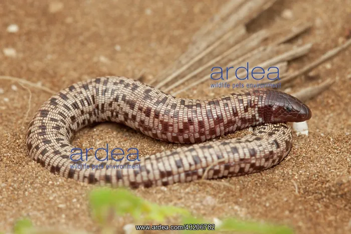 : Checkerboard Worm Lizard (Trogonophis wiegmanni : Checkerboard Worm Lizard (Trogonophis wiegmanni