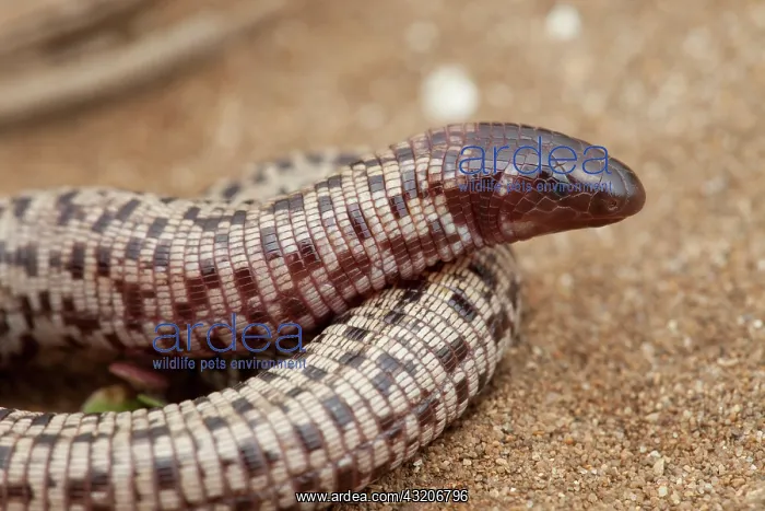 : Checkerboard Worm Lizard (Trogonophis wiegmanni : Checkerboard Worm Lizard (Trogonophis wiegmanni