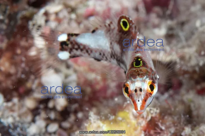 : Checkerboard Wrasse - juvenile : Checkerboard Wrasse - juvenile