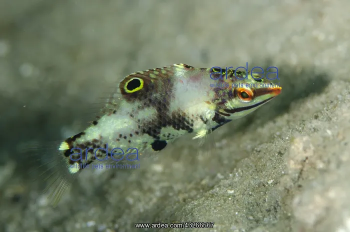 : Checkerboard Wrasse - Juvenile - Dili Rock West : Checkerboard Wrasse - Juvenile - Dili Rock West