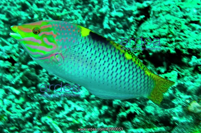  : Checkerboard Wrasse - male