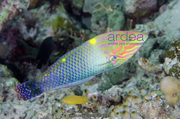 : Checkerboard Wrasse - Post 2 dive site, Menjangan Island, Bu : Checkerboard Wrasse - Post 2 dive site, Menjangan Island, Bu