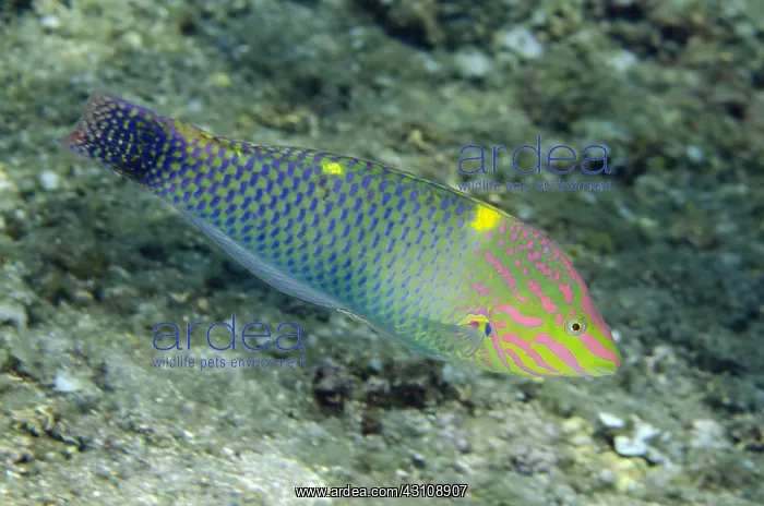 : Checkerboard Wrasse - Pyramids dive site, Amed : Checkerboard Wrasse - Pyramids dive site, Amed