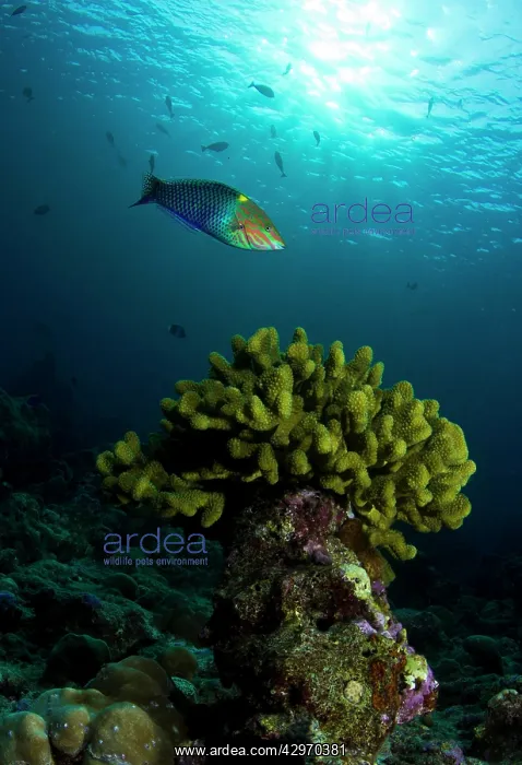: Checkerboard Wrasse - swims around Stony Coral : Checkerboard Wrasse - swims around Stony Coral