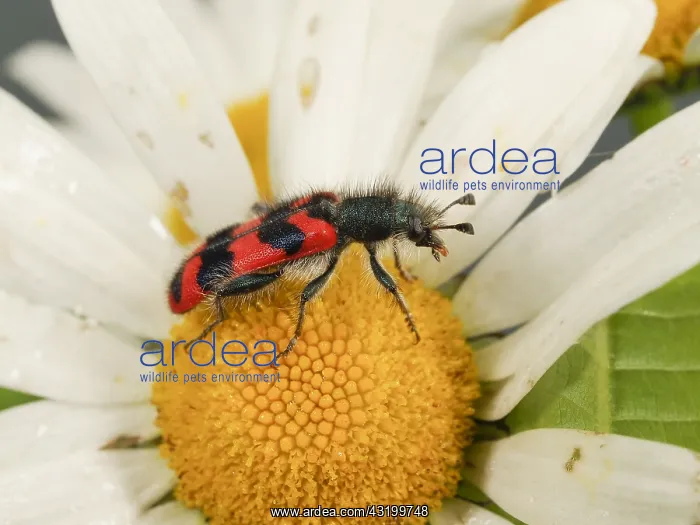 : Checkered Beetle (Trichodes alvearius) on a flo : Checkered Beetle (Trichodes alvearius) on a flo