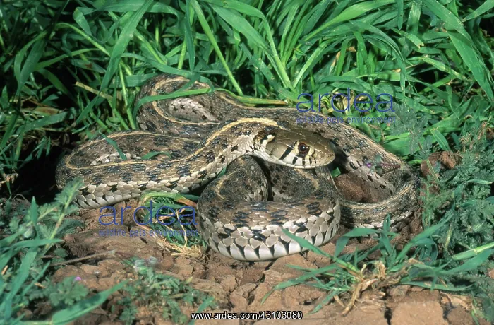 : Checkered Garter Snake : Checkered Garter Snake