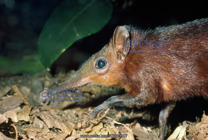 : Checkered / Giant Elephant Shrew : Checkered / Giant Elephant Shrew
