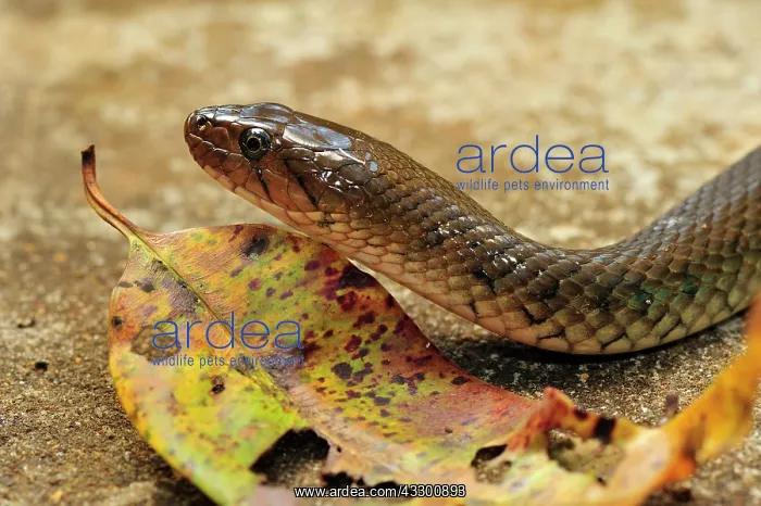 : Checkered Keelback / Asiatic Water Snake Western : Checkered Keelback / Asiatic Water Snake Western