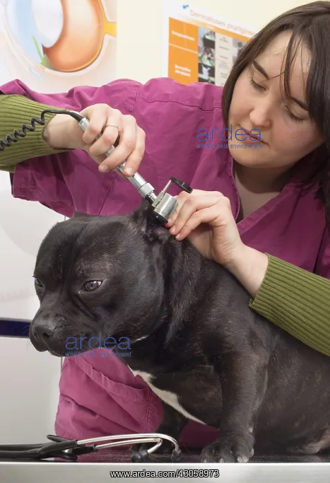  : Checking the ears of a Staffordshire Bull Terrier