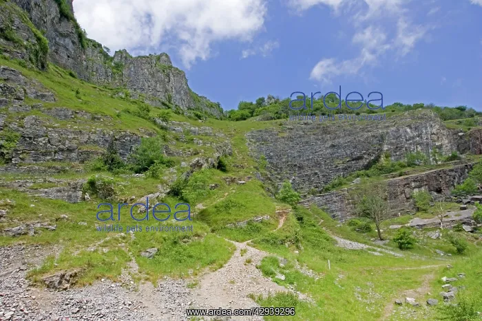 : Cheddar Gorge : Cheddar Gorge