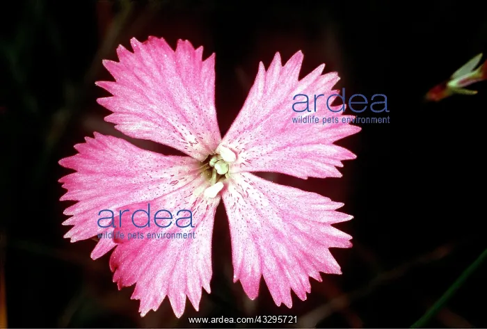 : CHEDDAR PINK : CHEDDAR PINK