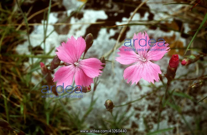 : CHEDDAR PINK - x two flowers, rare limestone species : CHEDDAR PINK - x two flowers, rare limestone species