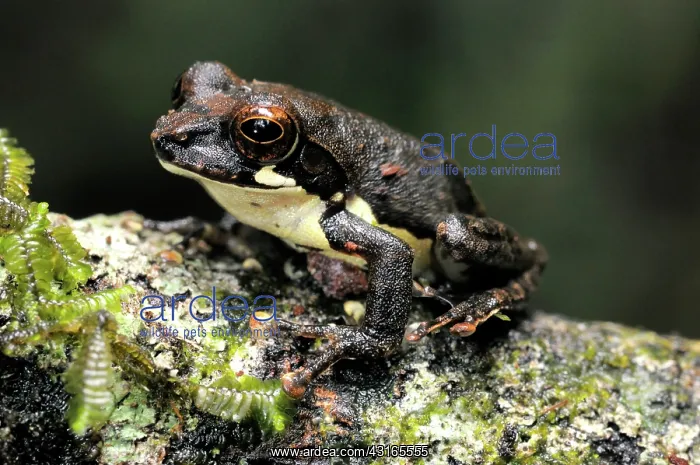 : Cheeky Shrub Frog : Cheeky Shrub Frog