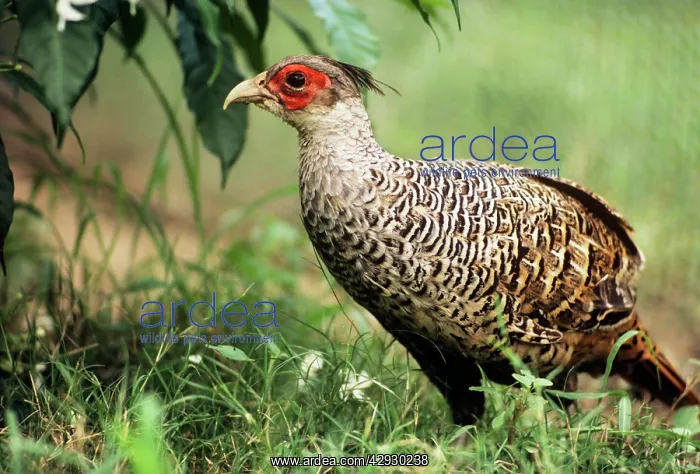 : Cheer Pheasant - also known as: Chir pheasant and : Cheer Pheasant - also known as: Chir pheasant and